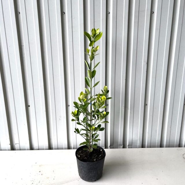 黄金マサキ　50cm