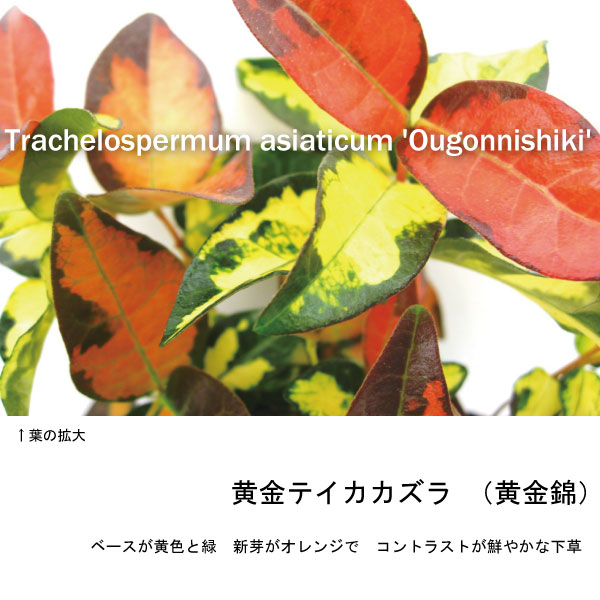 黄金テイカカズラ　苗　植木組合
