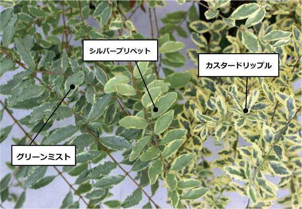 プリペット　品種