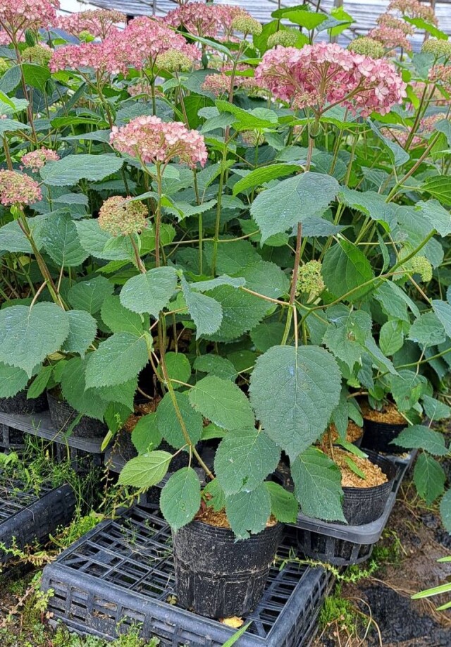 ピンクアナベル　アナベル　アジサイ　植木　植木組合　落葉低木