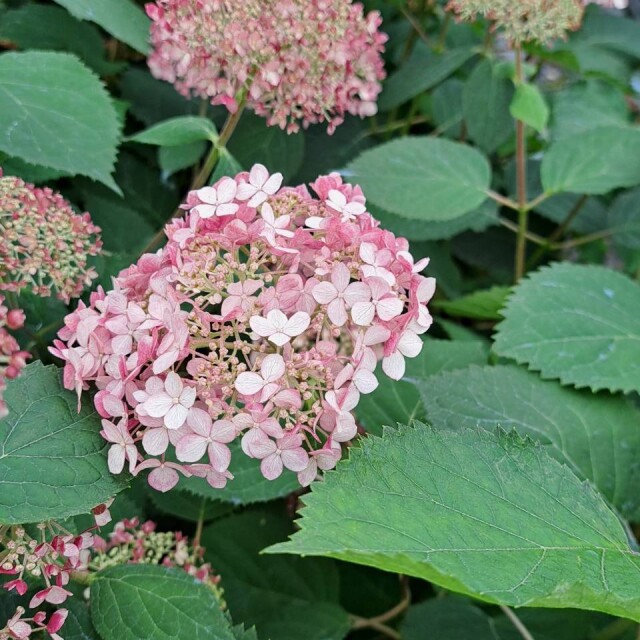 ピンクアナベル　アナベル　アジサイ　植木　植木組合　落葉低木