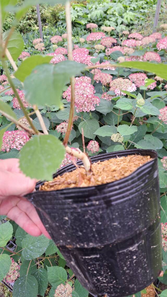 ピンクアナベル　アナベル　アジサイ　植木　植木組合　落葉低木