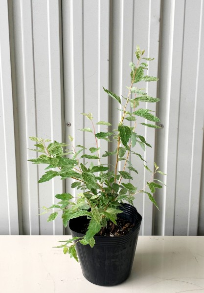 コデマリ　ピンクアイス　植木組合