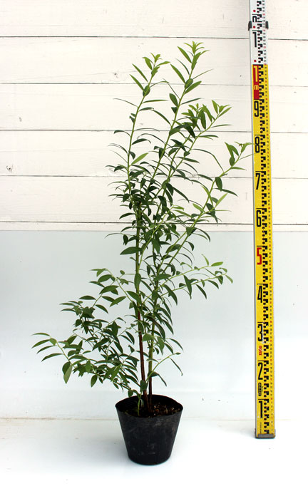 ビルベリー ワイルドブルーベリー 苗木 高さ 約60cm 15cm生分解性ポット入り ビルベリー ワイルドブルーベリー 苗木 高さ 約60cm 15cm生分解性ポット入り