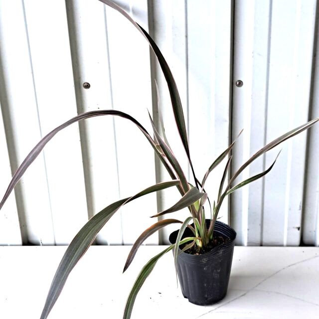 ニューサイラン　ピンクストライプ　ニュウサイラン