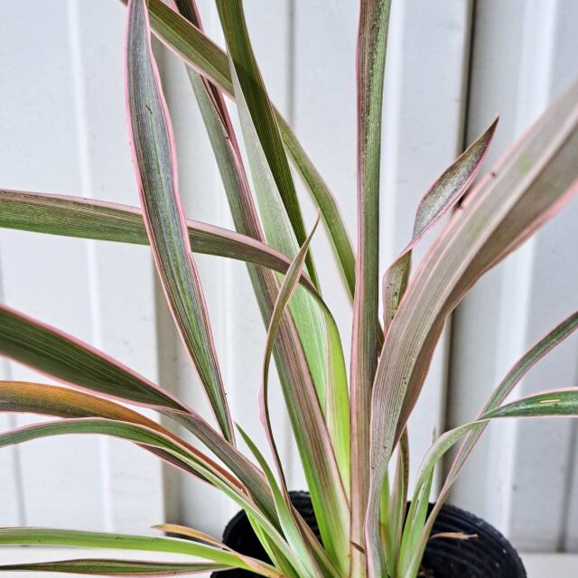 ニューサイラン　ニュウサイラン　ピンクストライプ　にゅーさいらん　ぴんくすとらいぷ　葉　植木組合
