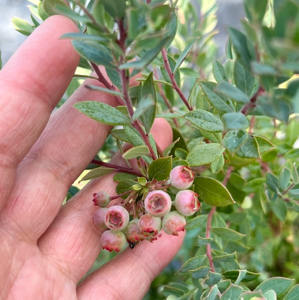 ブルーベリー　プリティ　ぶるーべりー　ぷりてぃ　葉　植木組合