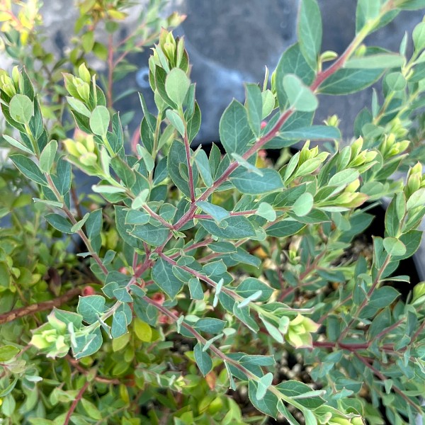 ブルーベリー　プリティ　ぶるーべりー　ぷりてぃ　植木組合　葉