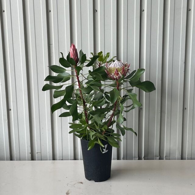 キングプロテア ホワイト 挿木 ネイティブプランツ 苗 【公式通販】