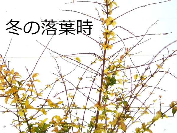 プリペットレモンライム　レモン＆ライム　レモンアンドクリッパーズ　黄色　葉　花　