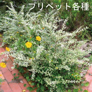 生垣、囲い、縁取りの木　シルバープリペット　　植木組合　銀葉　斑入り　フイリ　低木　生垣　葉　花
