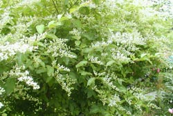 プリペット　緑葉　花　植木組合　生垣