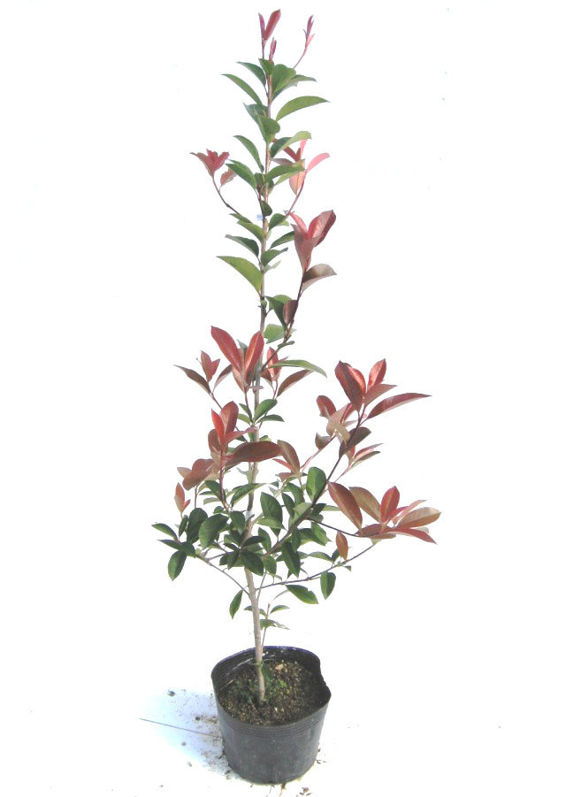 レッドロビン 高さ約1.0m