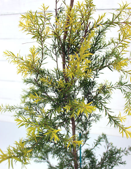 レボリューションゴールド　れぼりゅーしょんごーるど　葉　植木組合