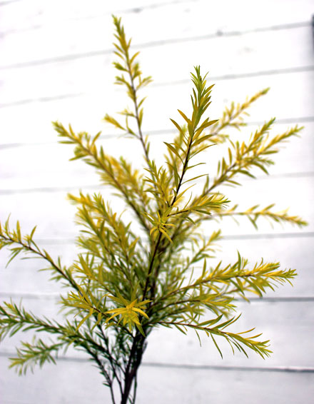 レボリューションゴールド　れぼりゅーしょんごーるど　葉　植木組合