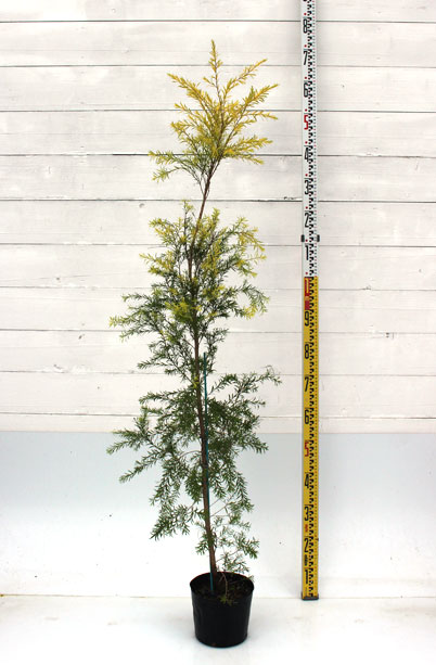 オーストラリアンプランツ 植木組合