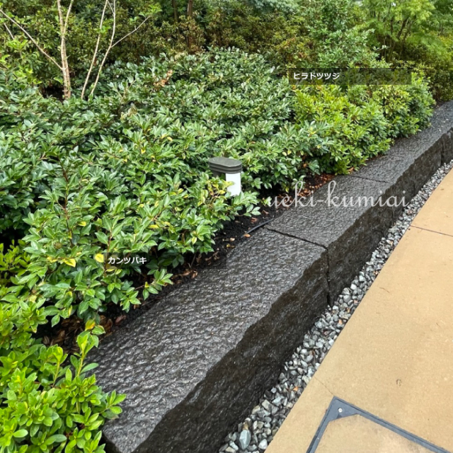 カンツバキ　ヒラドツツジ　植栽例　植木組合　
