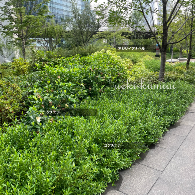 クチナシ　コクチナシ　植栽例　植木組合