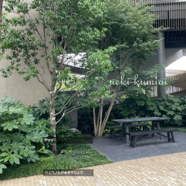 タマリュウ　リュウノヒゲ　ヤツデ　植栽例　700　植木組合