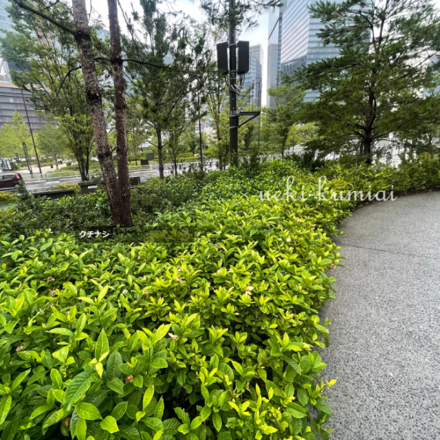 クチナシ　植栽例　植木組合