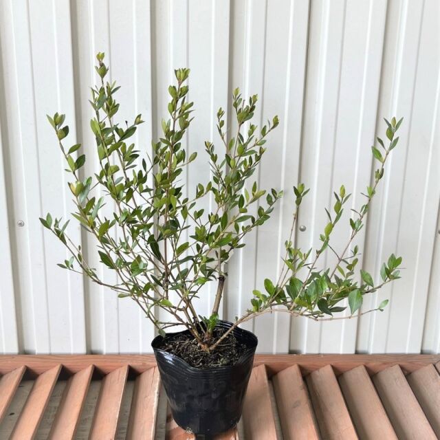 常緑ガマズミ ビバーナム レイワーズドワーフ 高さ約30cm 15cm