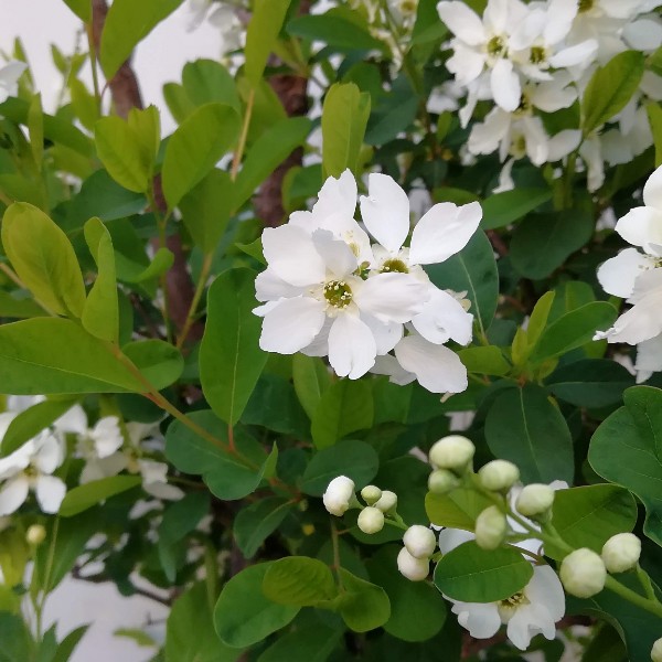 リキュウバイ　りきゅうばい　花　植木組合