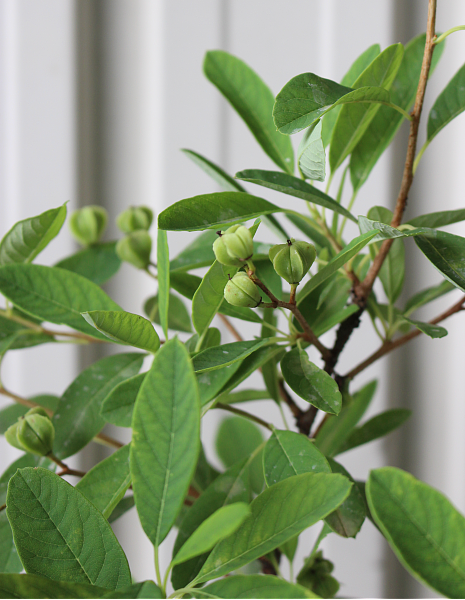 リキュウバイ　60cm　りきゅうばい　植木組合　葉