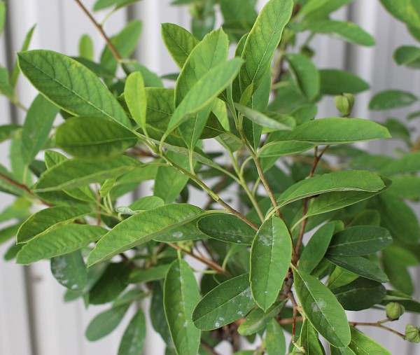 リキュウバイ　60cm　りきゅうばい　植木組合　葉