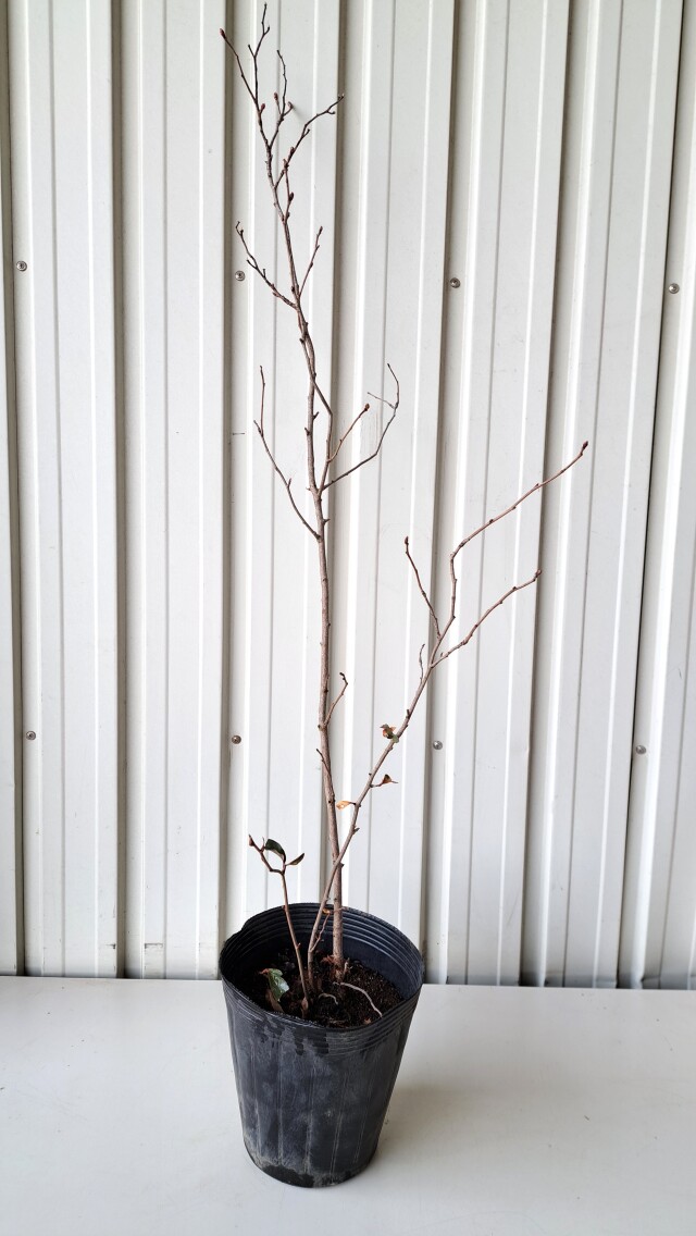 リキュウバイ りきゅうばい 植木組合