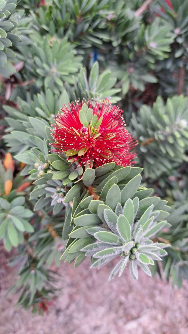 コンパクトタイプのブラシノキ リトルジョン（矮性の金宝樹）