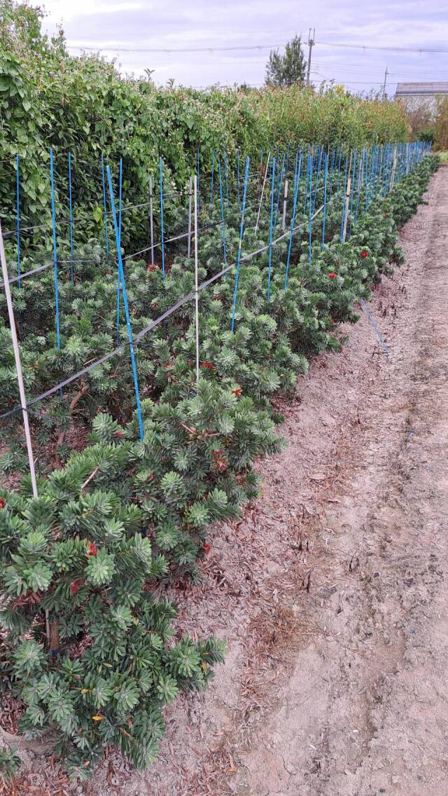 コンパクトタイプのブラシノキ リトルジョン（矮性の金宝樹）