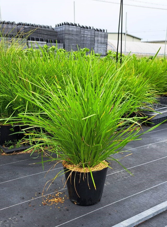 ドライガーデン 植木組合