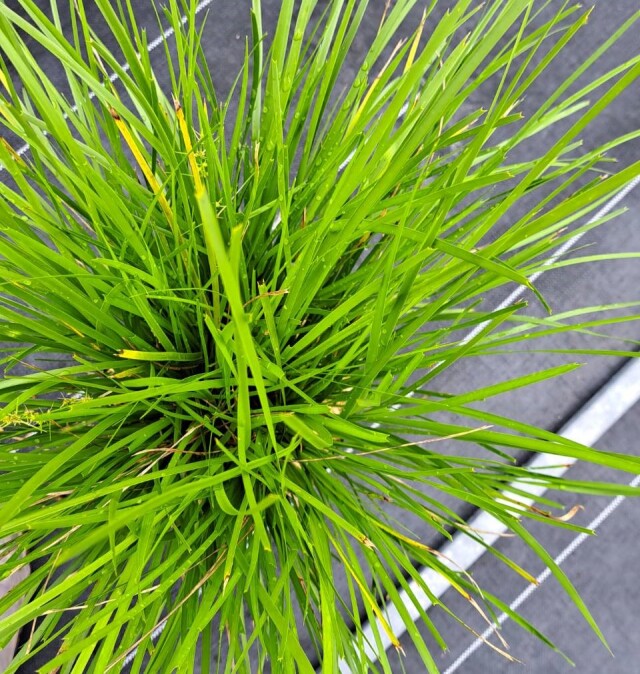 ロマンドラ　ライムウェーブ　ネイティブプランツ　OG　グラス　植木組合