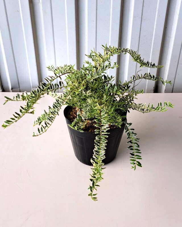 ロニセラホワイト　ろにせらほわいと　植木組合