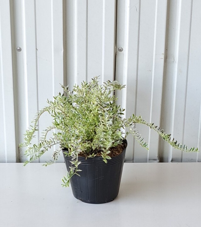 ロニセラホワイト　ろにせらほわいと　植木組合