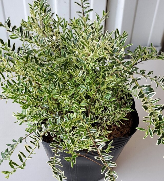 ロニセラホワイト　ろにせらほわいと　植木組合