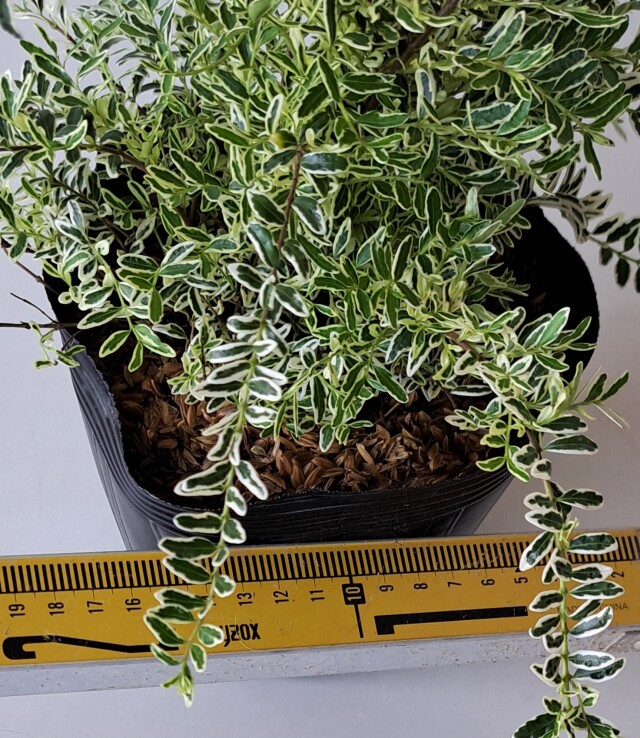 ロニセラホワイト　ろにせらほわいと　植木組合
