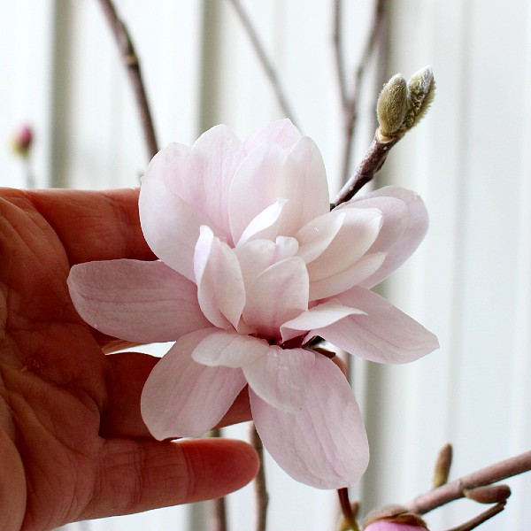 ピンク 姫コブシ 苗木 Roshankhaneh Com