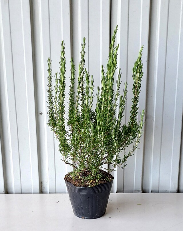 ローズマリー　ろーずまりー　30ｃｍ　植木組合