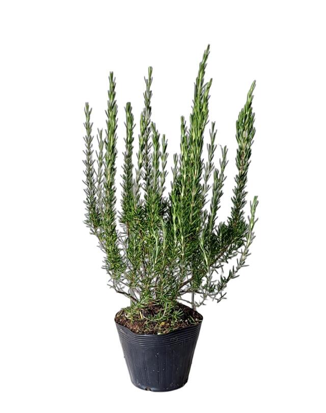 ローズマリー　ろーずまりー　30ｃｍ　植木組合