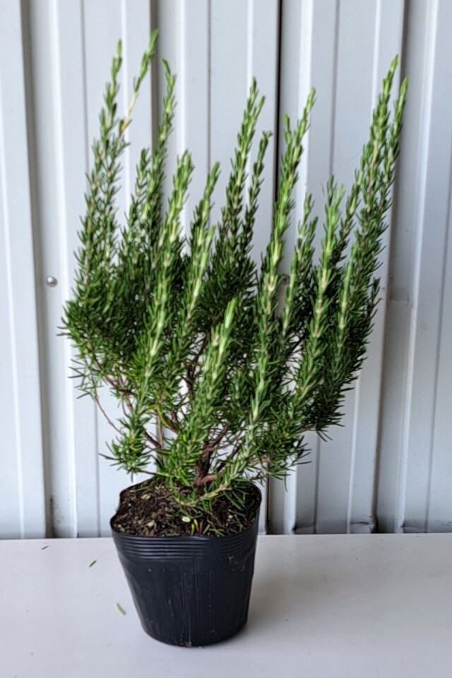 ローズマリー　ろーずまりー　30ｃｍ　植木組合