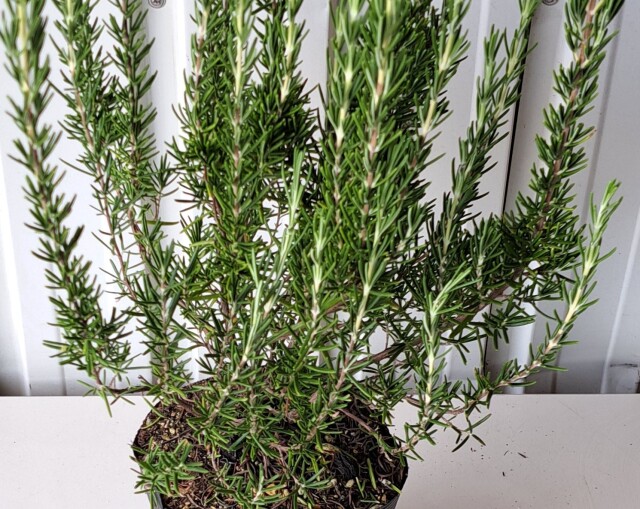 ローズマリー　ろーずまりー　30ｃｍ　植木組合