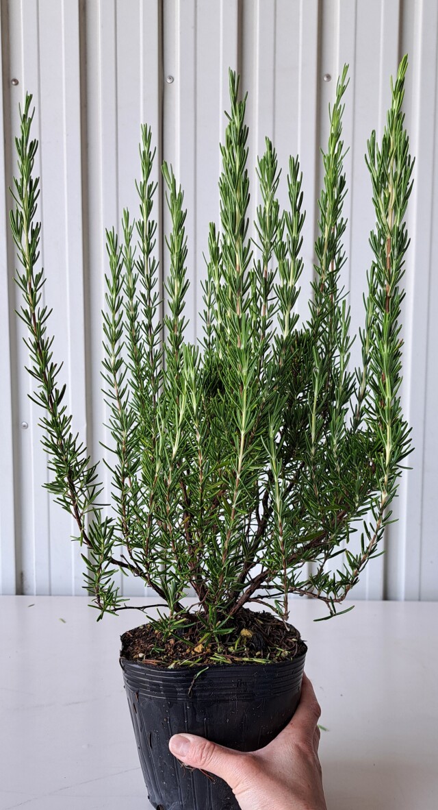 ローズマリー　ろーずまりー　30ｃｍ　植木組合