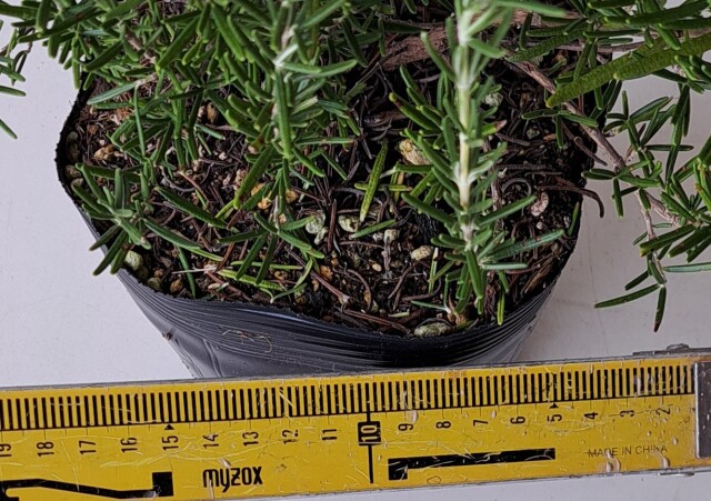 ローズマリー　ろーずまりー　30ｃｍ　植木組合
