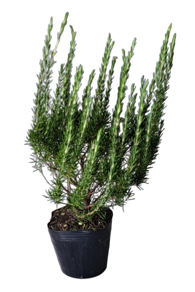 ローズマリー　ろーずまりー　30ｃｍ　植木組合