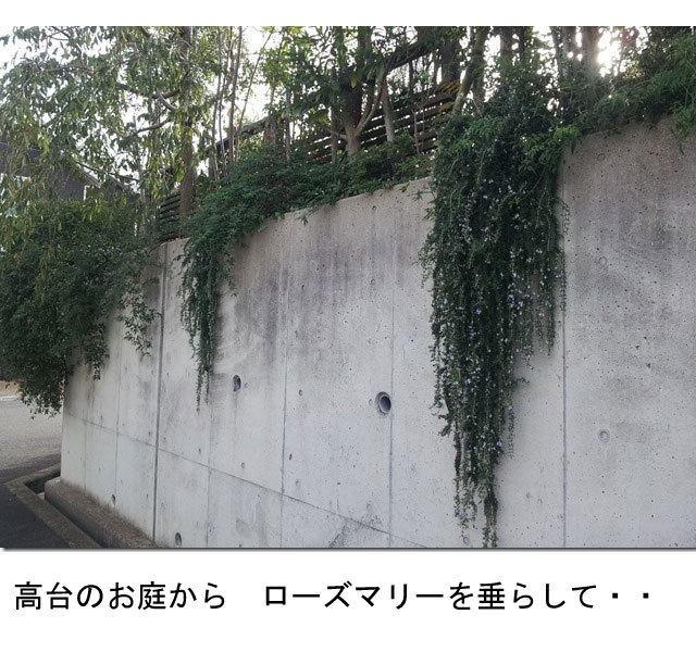 ローズマリー　植栽例　植木組合　這性