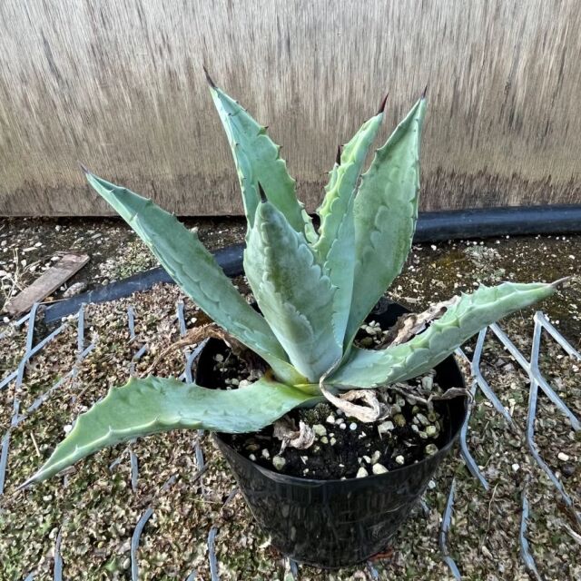 ドライガーデン 植木組合 ドライガーデン 植木組合