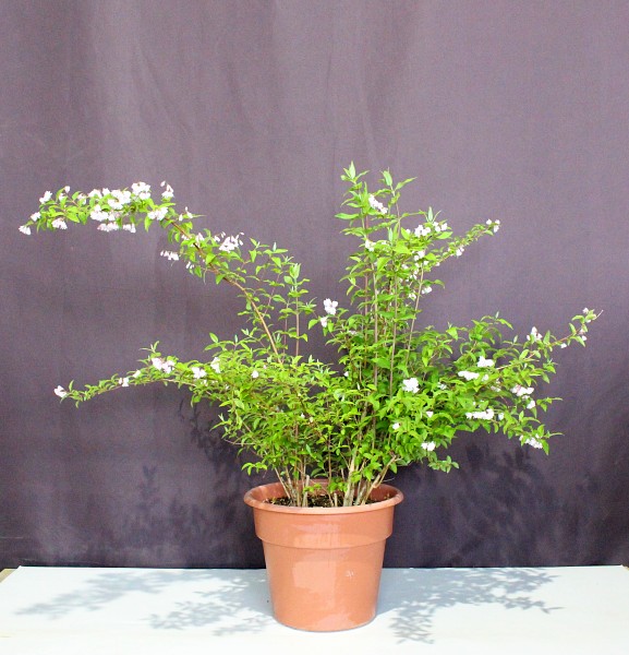 寒さに強い 耐寒性がある 植木組合