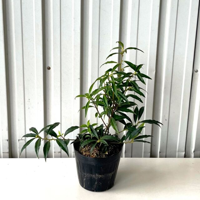 サルココッカ 苗（大）高さ約30cm 15cmポット入 （単品