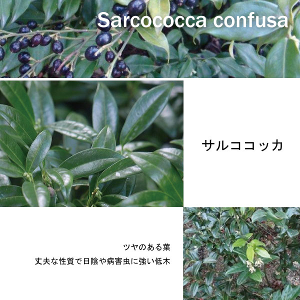 サルココッカ　植木組合